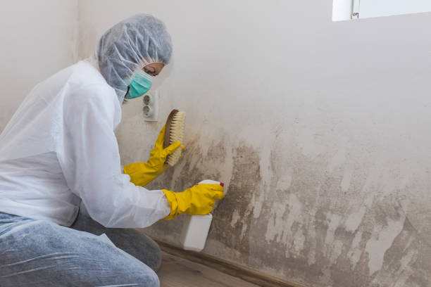 Best Black Mold Removal  in Tuntutuli, AK